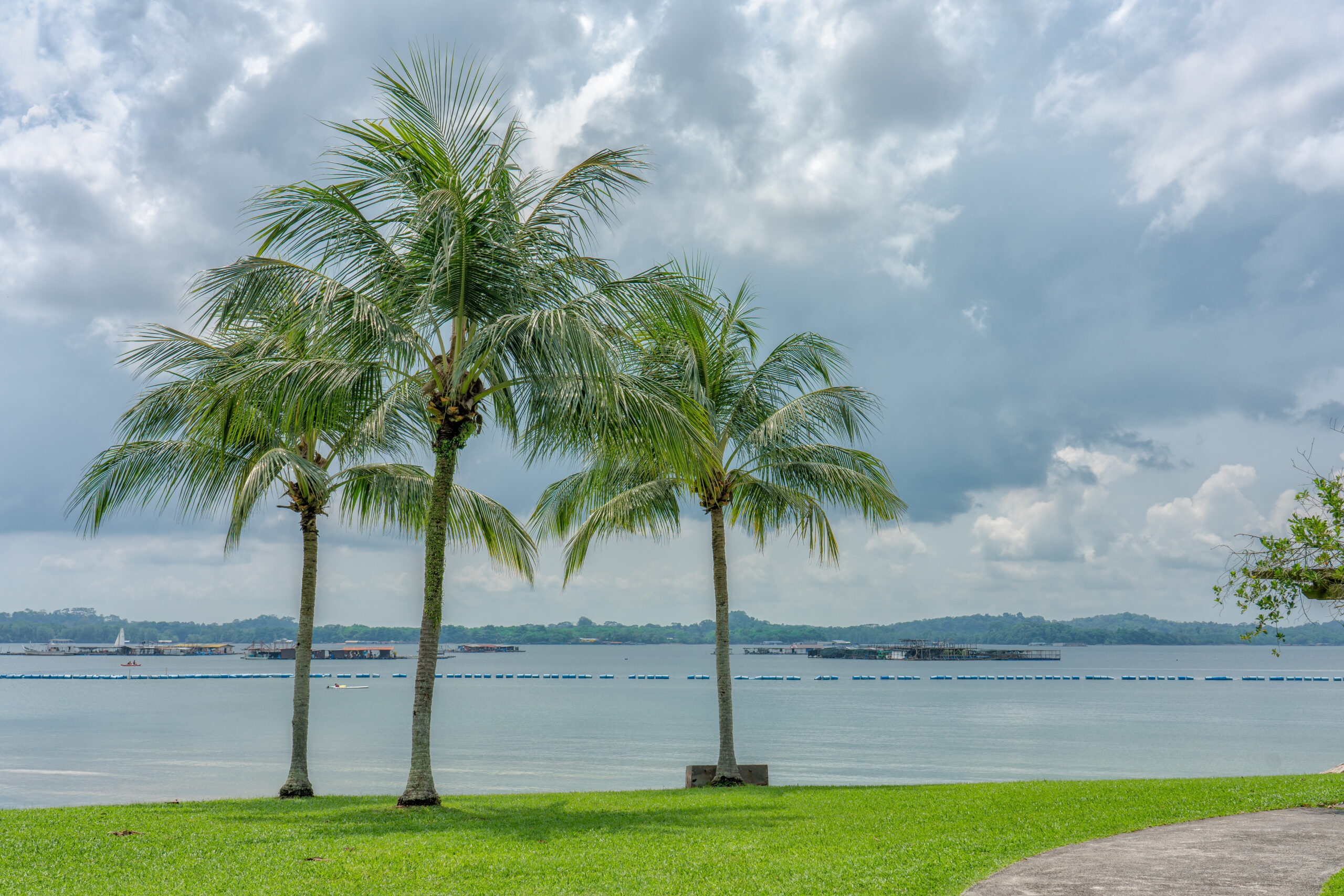 A scenic shot of palm trees and fish farms by the sea at Pasir Ris Park